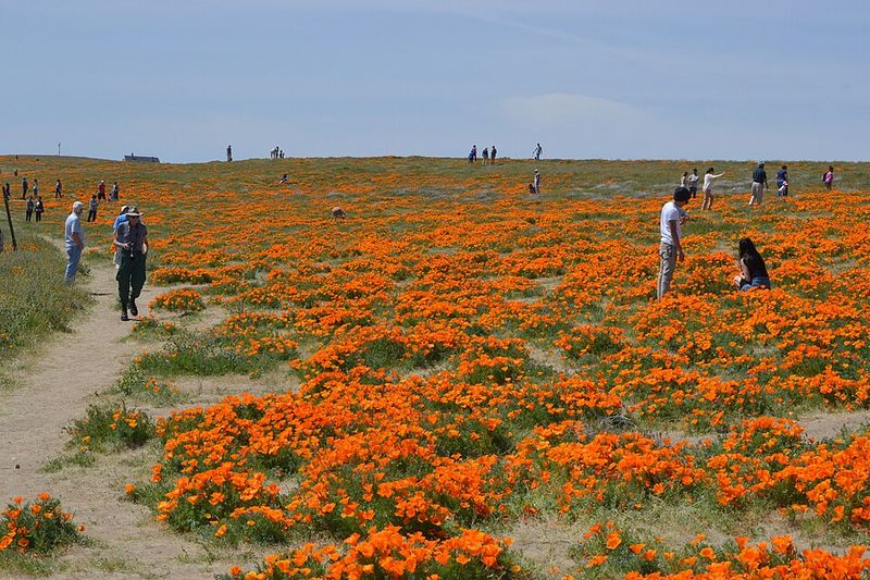 Antelope Valley California Poppy Reserve, California
