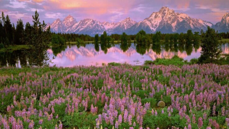 12 Wildflower Displays Across America That Are Worth Planning a Trip Around