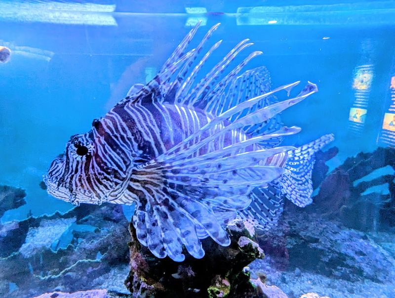 John Pennekamp Coral Reef State Park, Key Largo