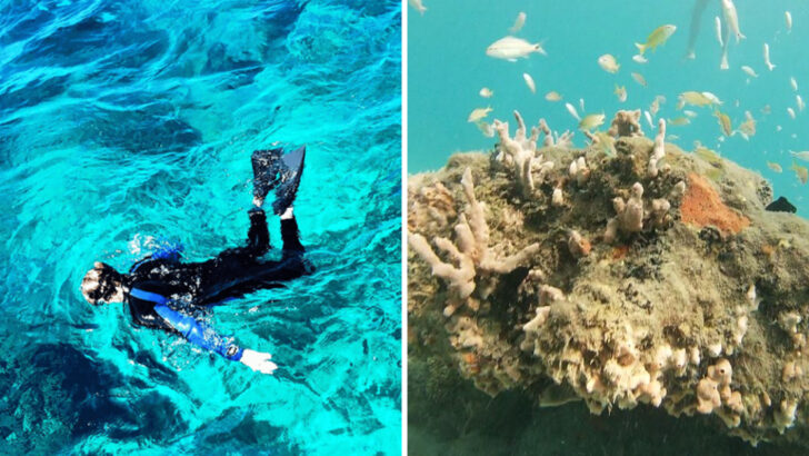 13 Great Places For Snorkeling In Florida Worth Visiting In 2026