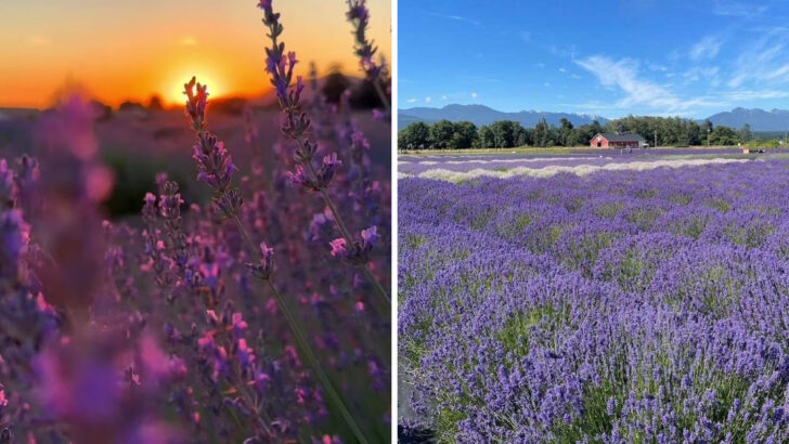 14 U.S. Lavender Fields That Turn Simple Farmland Into the Most Photographed Spots in Town