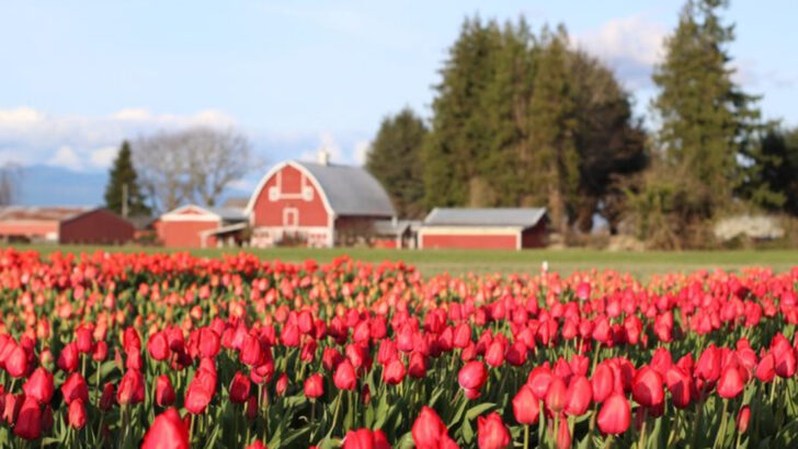 14 tulip fields across America so colorful they don&rsquo;t look real