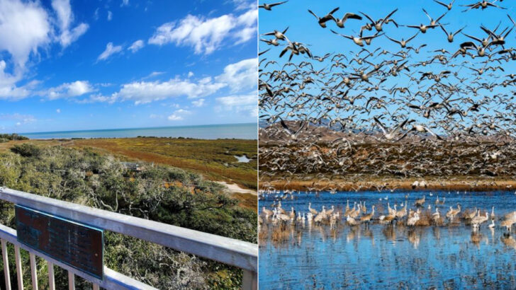 15 U.S. destinations where the bird watching alone is worth the trip