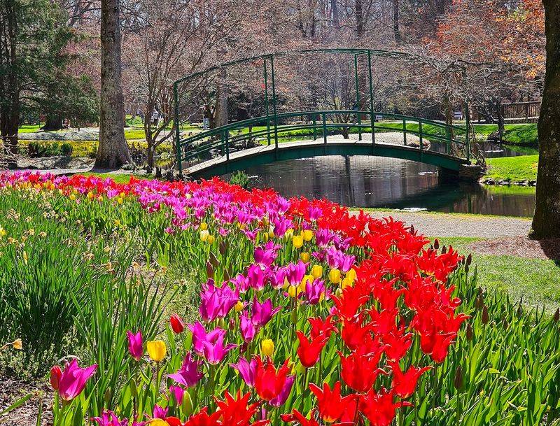 Seasonal Blooms Beyond Daffodils