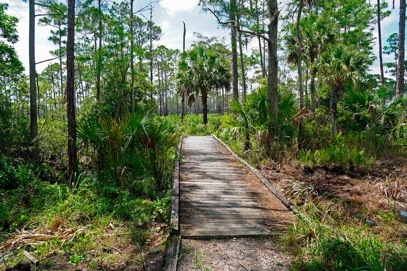 Hiking Trails Through Real Florida Wilderness