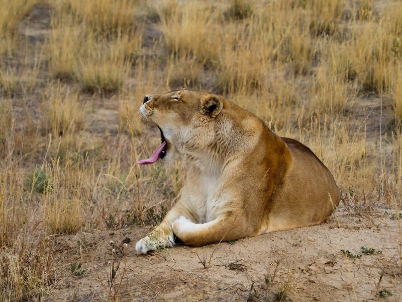 The Wild Animal Sanctuary (Keenesburg, Colorado)