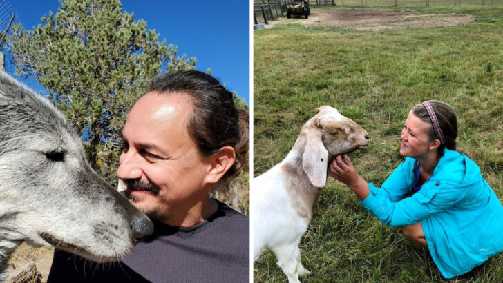 17 animal sanctuaries across America where rescued animals get the life they deserve