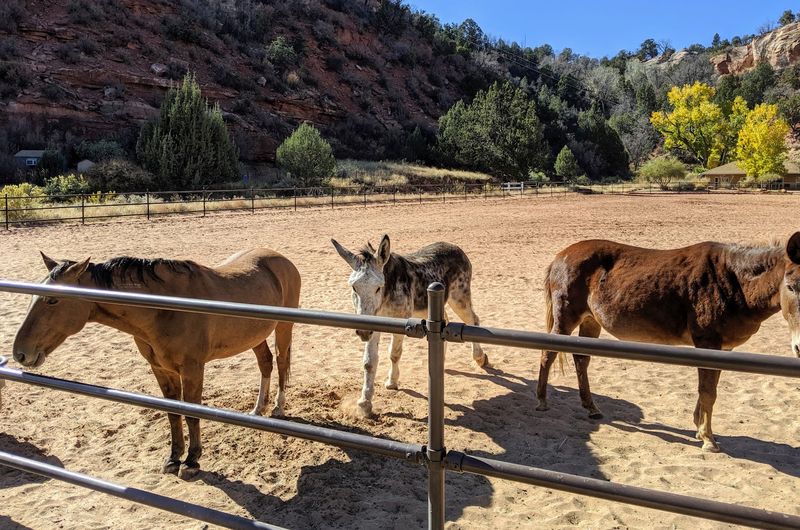 Best Friends Animal Sanctuary (Kanab, Utah)