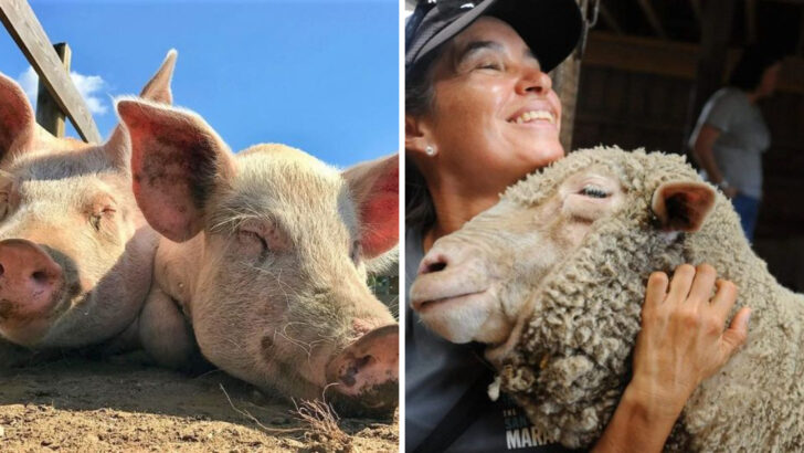 18 Beloved Animal Sanctuaries Across the US Worth Visiting for Unforgettable Encounters