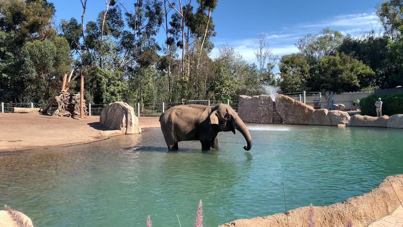 San Diego Zoo - San Diego, CA
