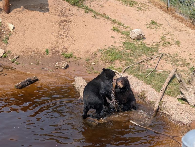 More Than 50 Rescued Black Bears Call This Place Home