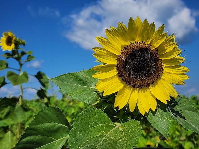 The Sunflower Festival Experience