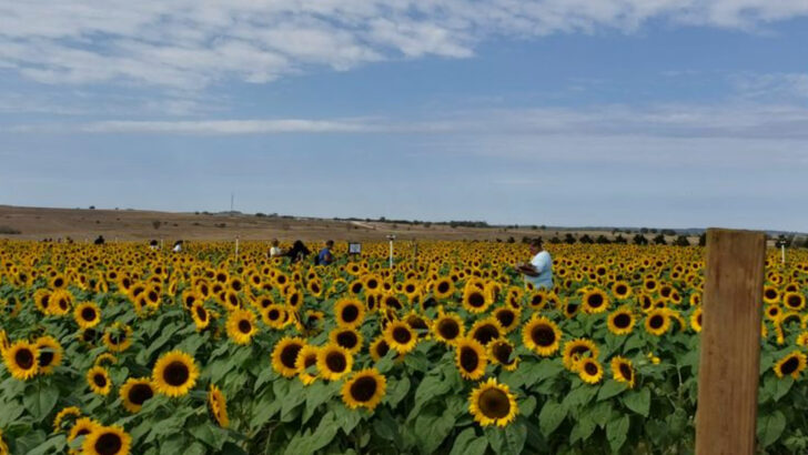 A 120-Acre Family Farm in Florida Has Sunflower Fields So Stunning They Look Like Pure Magic