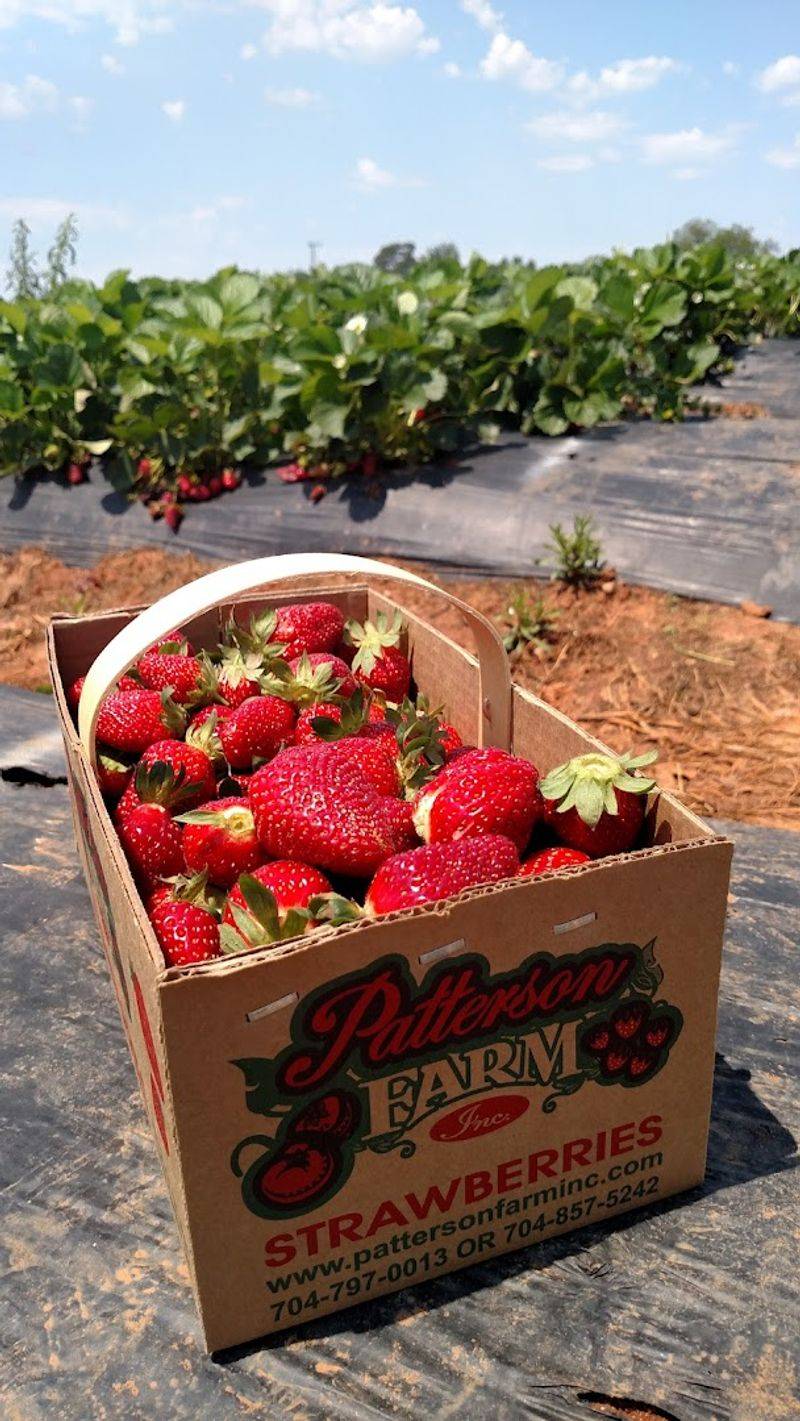 Strawberry U-Pick Experience