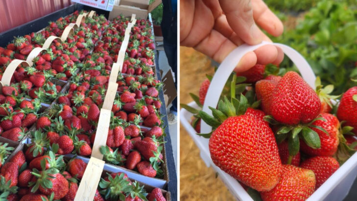A 125-Year-Old North Carolina Family Farm Lets You Pick Strawberries Straight From The Field