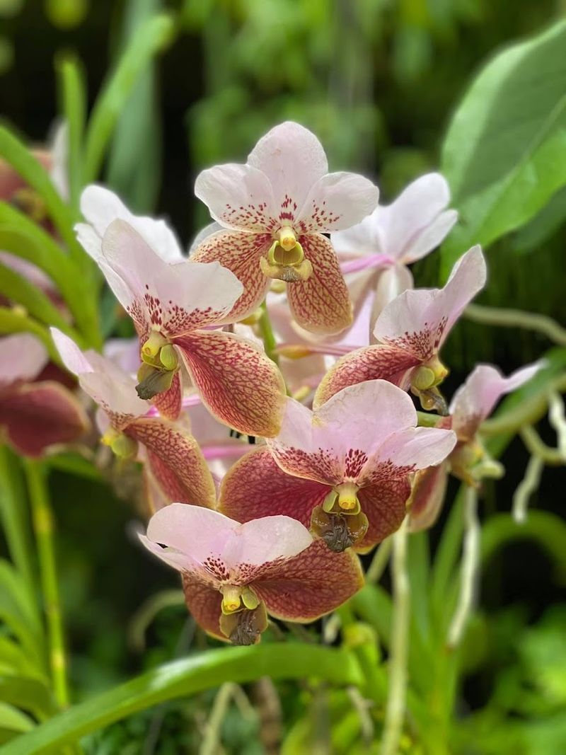 Home to 5,500 Orchids and Rare Tropical Plants