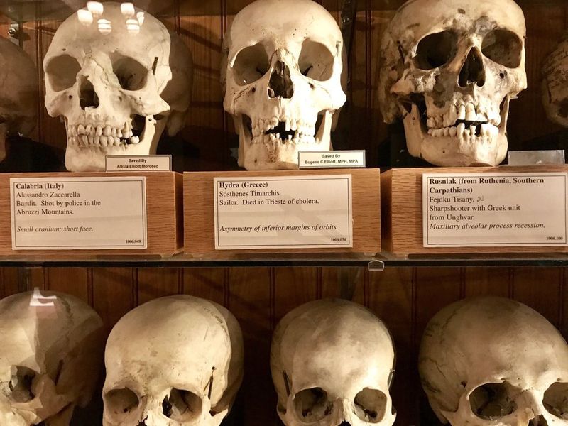 Thousands of Anatomical Specimens