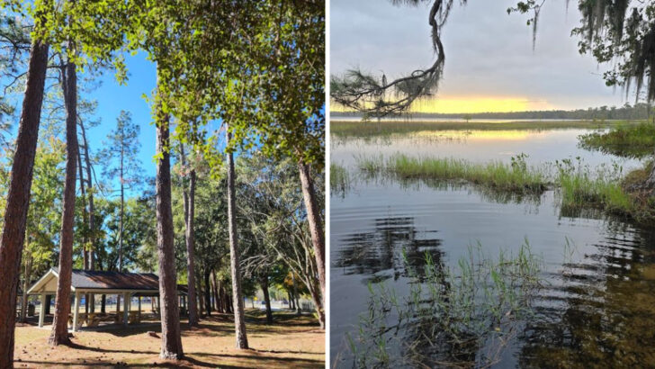 A 200,000-Acre Florida Forest With Longleaf Pines, Cypress Swamps, And One Of The Best Lakeside Campgrounds In The State