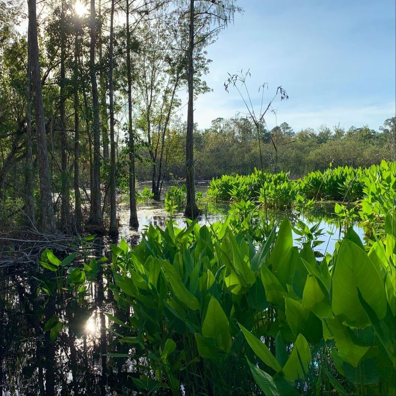 What Makes Corkscrew Special: A Global Natural Treasure