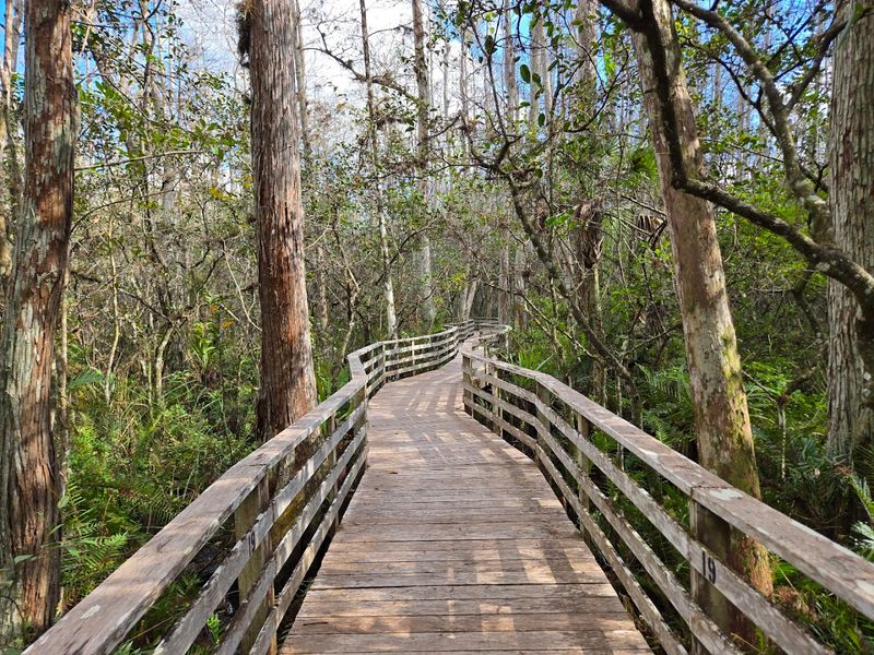 A Boardwalk Through Time and Wilderness