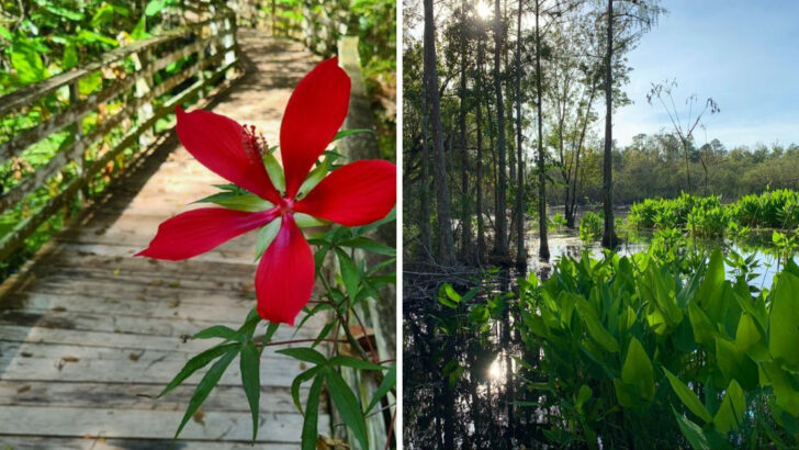 A Boardwalk in Florida Takes You 2 Miles Through the Largest Old-Growth Cypress Forest Left on Earth