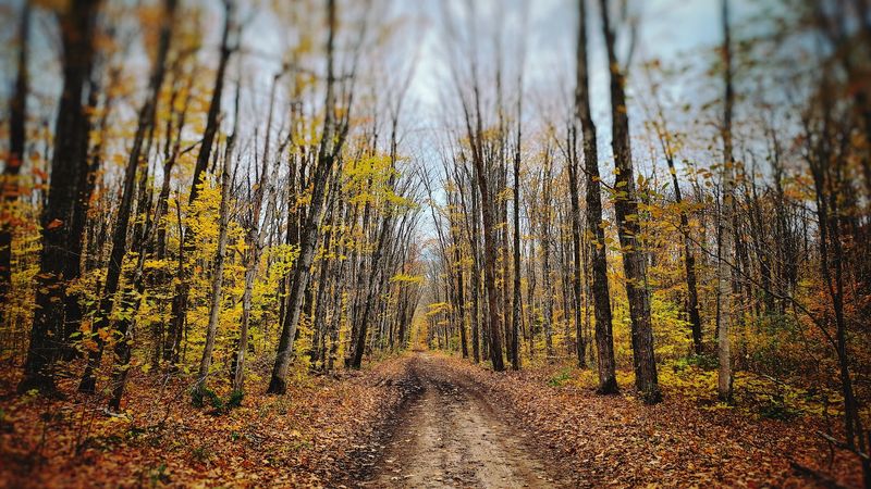 Trails That Reveal the Hidden Landscape