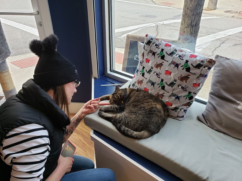 Over 1,600 Rescue Cats Adopted Since 2019