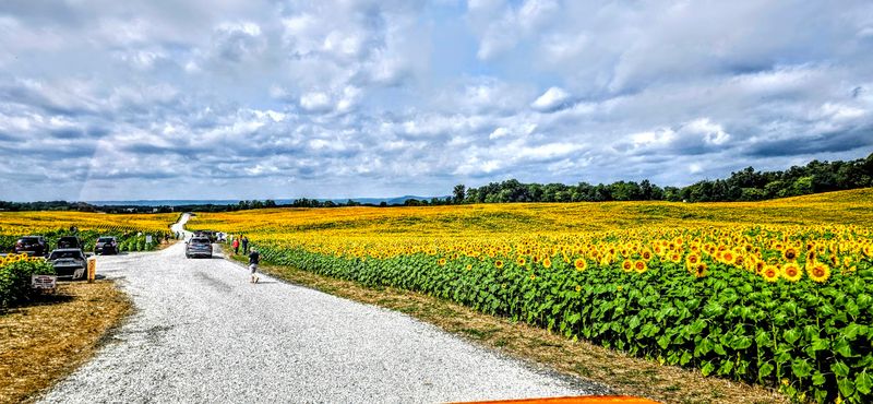 Over 200 Acres of Sunflowers That Will Take Your Breath Away