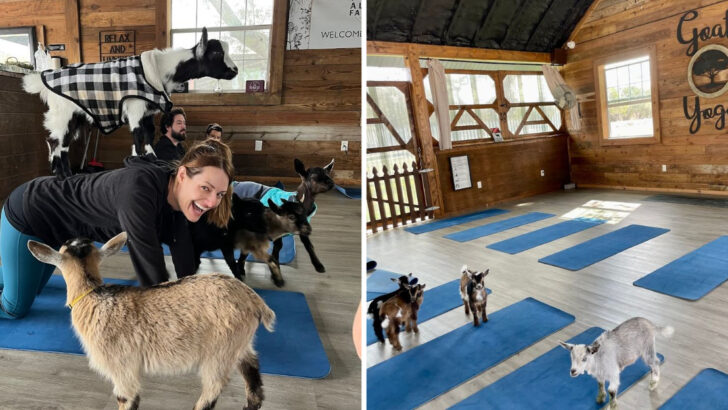 A Family-Run Farm In Central Florida Lets You Do Yoga Surrounded By Mini Goats, Emus, And Cows