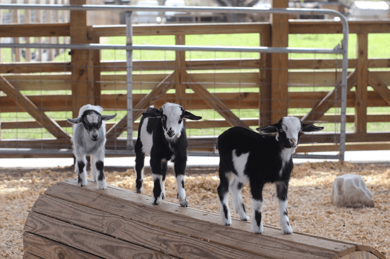 Goat Yoga At Alaska Farms Experience