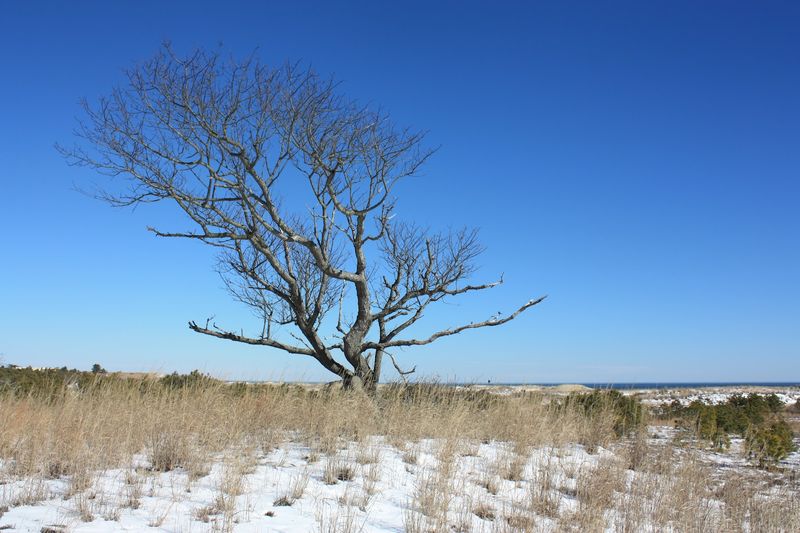 Peaceful Dune Landscapes Along the Trail