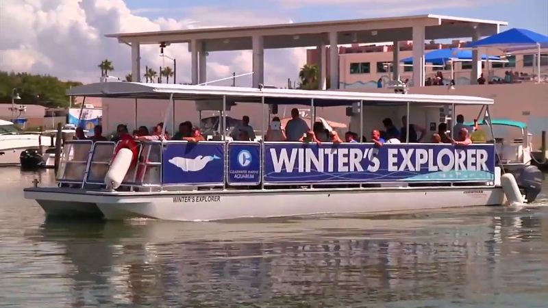 Winter the Dolphin's Legacy and the Honor Walk