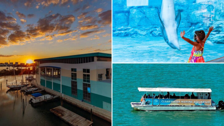 A Florida Aquarium Lets You Walk Through a Working Marine Hospital Where Every Animal Was Rescued