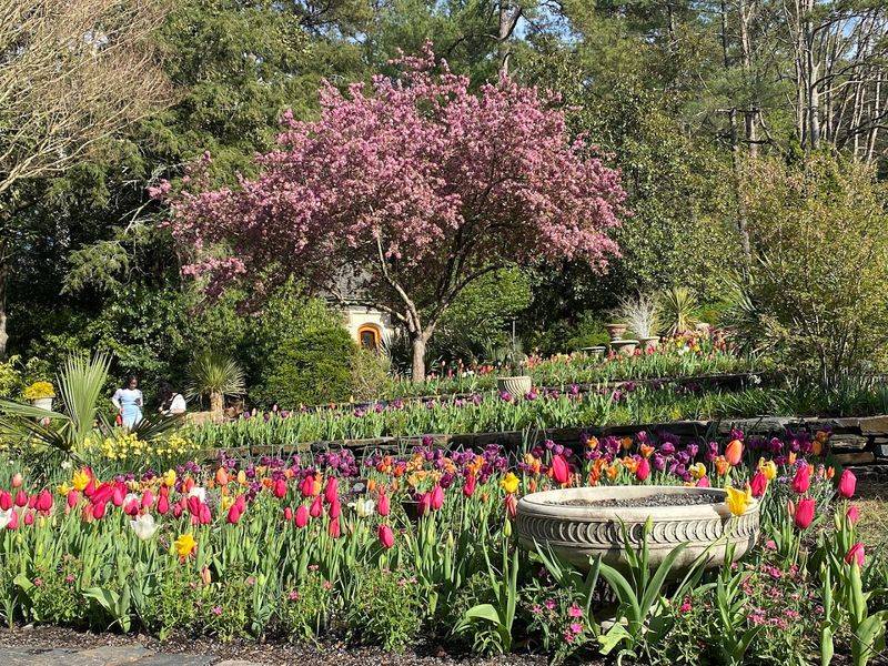 The Asiatic Arboretum and Japanese Maples