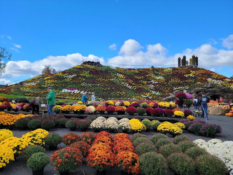 The 40-Foot Mountain of Mums You Can Actually Climb