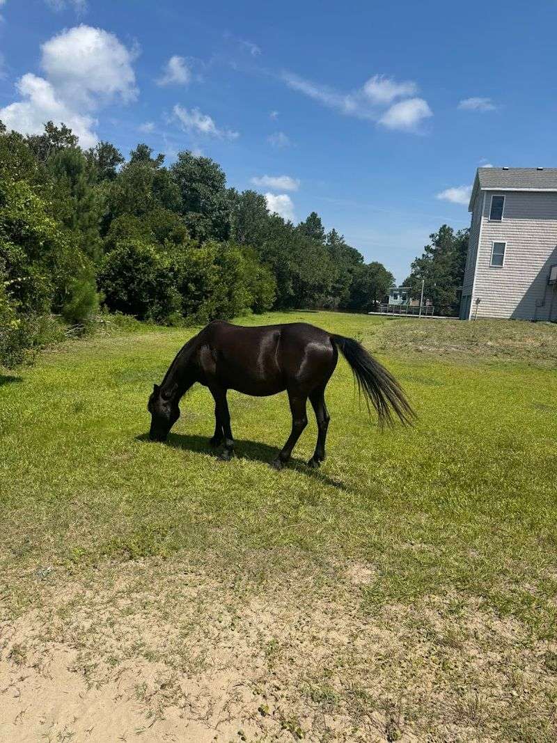 Why They No Longer Roam Freely Everywhere