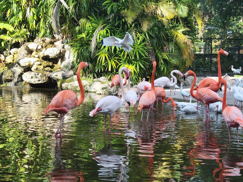 The Famous Flamingo Lagoon Experience