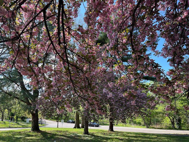 The Cherry Blossom Spectacle That Starts It All