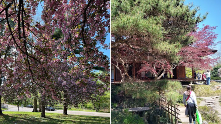 A Hidden Cherry Blossom Walk in Pennsylvania Rivals Some of the Most Famous in the Country
