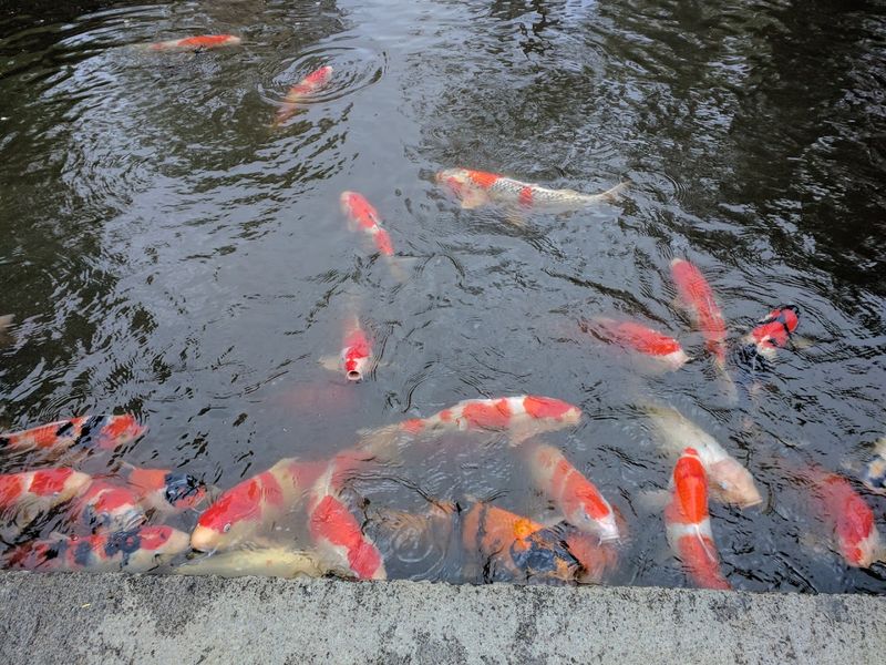 Koi Fish That Will Swim Right Up to You