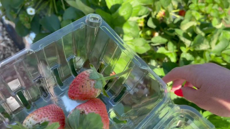 U Pick Strawberry Experience