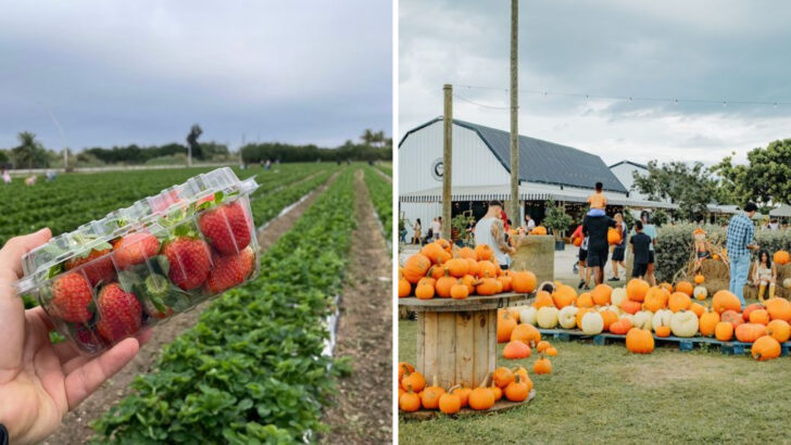 A Little Farm in Florida Has Become One of the Most Loved Family Day Trips in the State