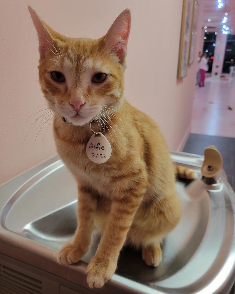 Partnership With Local Rescue Organizations