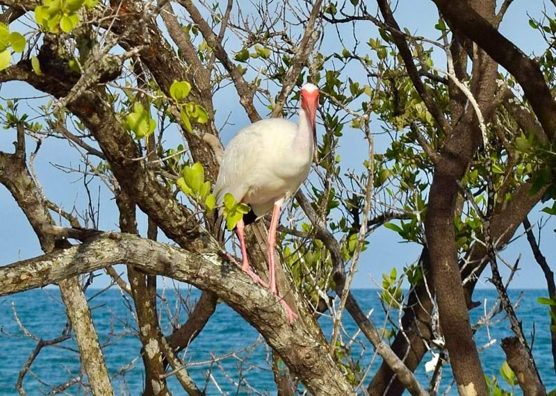 Wildlife Everywhere You Look