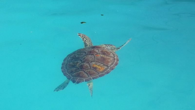 Essential Visitor Information Before You Go