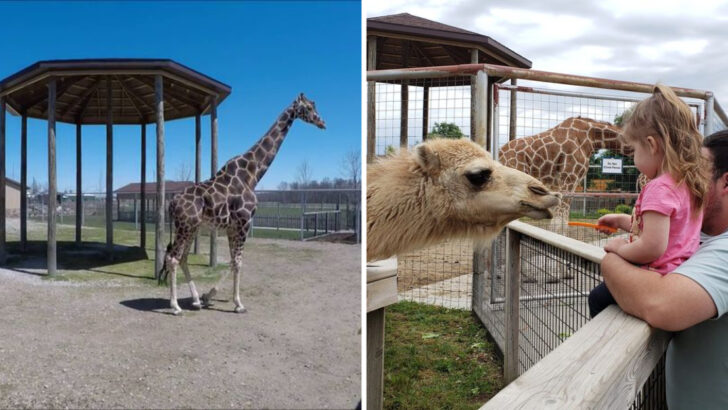 A Michigan Hobby Farm Turned Into a 100 Acre Wildlife Park With 1,500 Animals You Won’t Find Anywhere Else