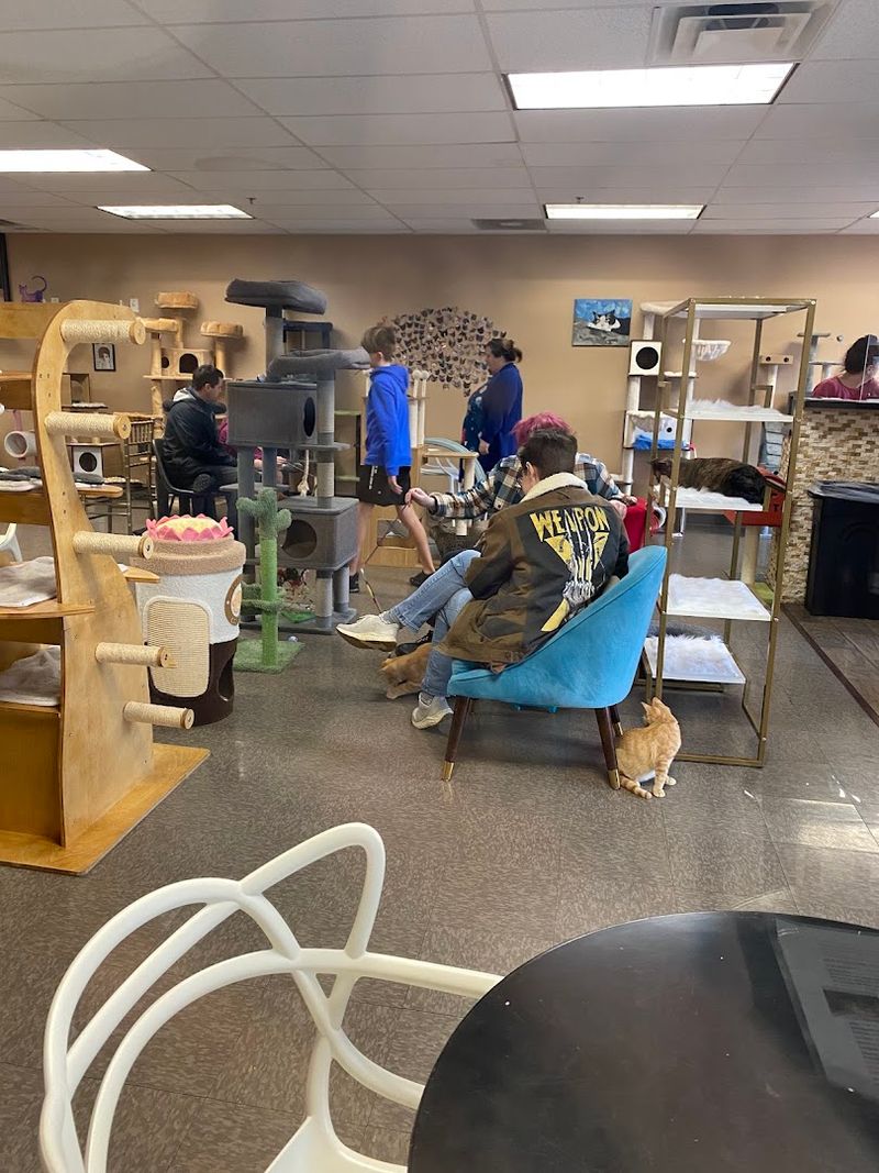 The Cat Lounge Experience