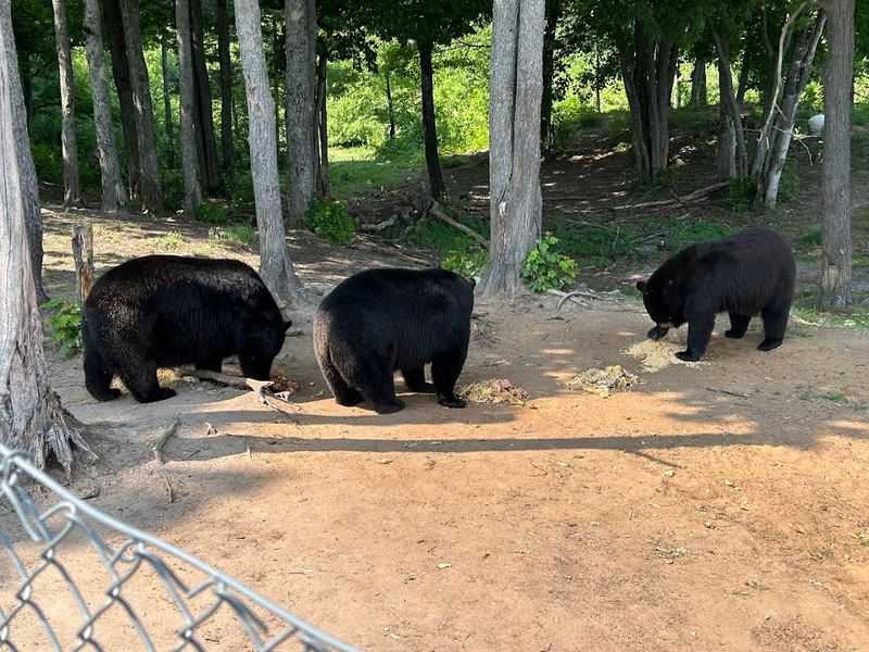 The Ranch's Role in Michigan DNR Bear Conservation