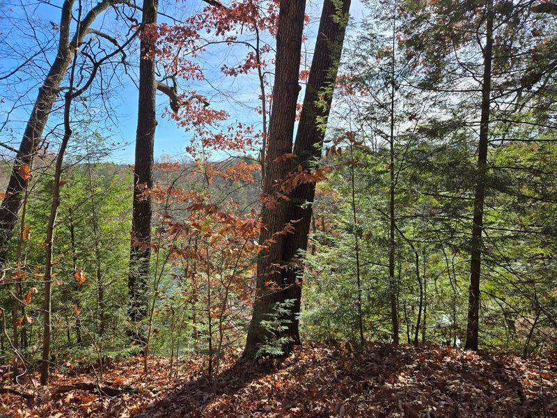 Forgotten Thrills in the Woods