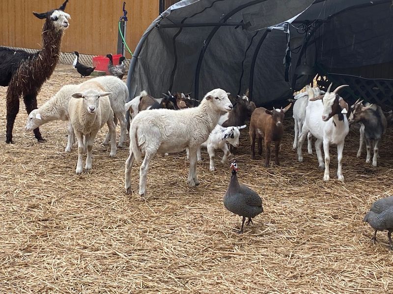 Up-Close Encounters with Farm Animals